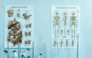 osteopathie mainz 10